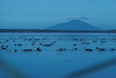 Izembek Lagoon, Amak Izembek Lagoon, Amak